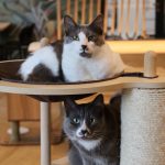 Katzentempel-Katzen