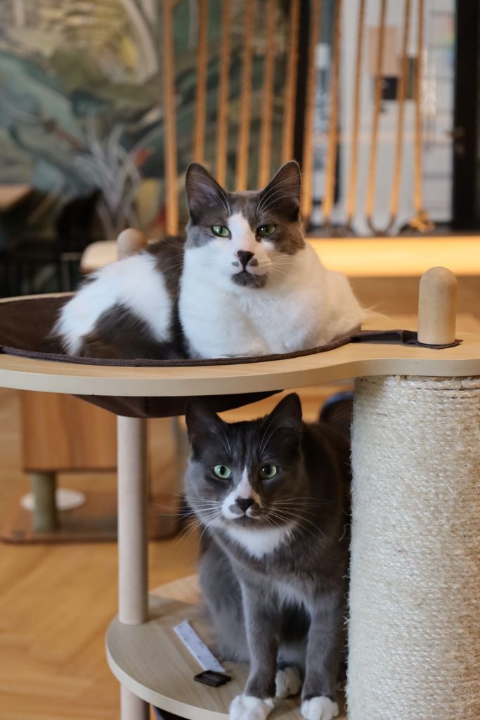 Zwei grau-weiße Katzen auf einem Kratzbaum im Katzentempel am Holstenwall.