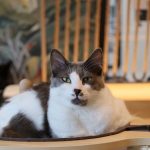 Katze