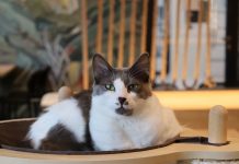 „Wenn ich eine Katze streichle, muss ich kein Schwein essen” Zwei grau-weiße Katzen auf einem Kratzbaum im Katzentempel am Holstenwall.