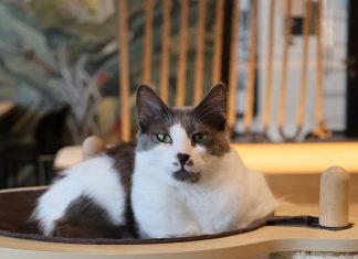 „Wenn ich eine Katze streichle, muss ich kein Schwein essen” Zwei grau-weiße Katzen auf einem Kratzbaum im Katzentempel am Holstenwall.