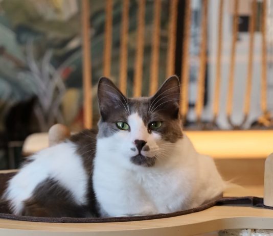 „Wenn ich eine Katze streichle, muss ich kein Schwein essen” Zwei grau-weiße Katzen auf einem Kratzbaum im Katzentempel am Holstenwall.