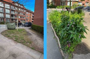 Ein Vorher-/Nachher-Bild einer Entsiegelung an der Ecke Heckscherstrasse / Wiesingerweg. Links im Vorherbild ist eine Schotterfläche zu sehen. Im rechten Nachherbild eine die selbe Fläche mit etlcichen Pflanzen.