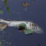 Tierschützer befürchten Fischsterben wegen Elbvertiefung Toter Fisch schwimmt an der Wasseroberfläche