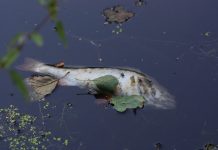 Tierschützer befürchten Fischsterben wegen Elbvertiefung Toter Fisch schwimmt an der Wasseroberfläche