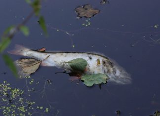 Tierschützer befürchten Fischsterben wegen Elbvertiefung Toter Fisch schwimmt an der Wasseroberfläche