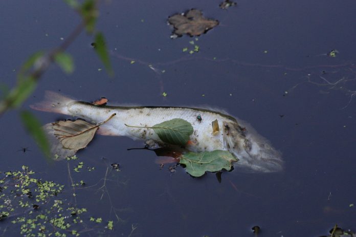 Toter Fisch schwimmt an der Wasseroberfläche