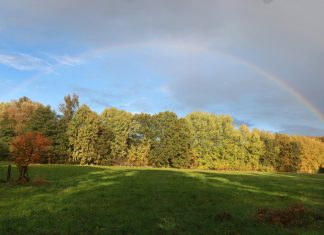 Das Niendorfer Gehege: Hamburgs Klimaanlage Eine grüne Wiese, im Hintergrund Bäume mit gelben und grünen Blättern. Im Himmel über der Landschaft ist ein heller Regenbogen vor dunklen Wolken zu sehen.