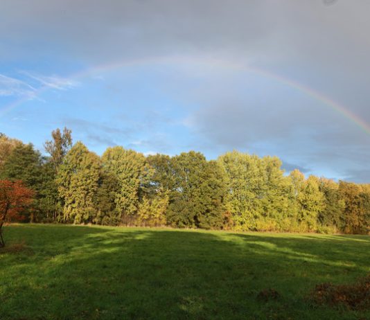 Das Niendorfer Gehege: Hamburgs Klimaanlage Eine grüne Wiese, im Hintergrund Bäume mit gelben und grünen Blättern. Im Himmel über der Landschaft ist ein heller Regenbogen vor dunklen Wolken zu sehen.