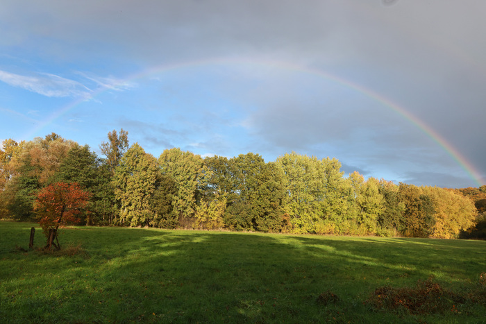 Eine grüne Wiese, im Hintergrund Bäume mit gelben und grünen Blättern. Im Himmel über der Landschaft ist ein heller Regenbogen vor dunklen Wolken zu sehen.