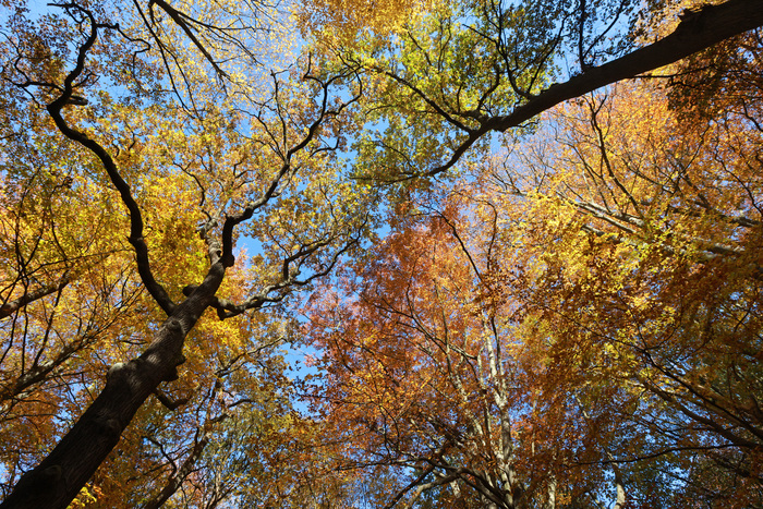 Von unten fotografierte Bäume, die sich vom blauen Himmel abheben. Die Blätter sind rot, orange, gelb und grün.