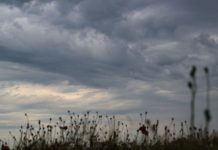 Hamburgs Wetter bleibt erstmal grau Graue Wolken sind über leere Kapseln von verblühtem Klatschmohn über einem Kornfeld am Himmel.