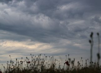 Hamburgs Wetter bleibt erstmal grau Graue Wolken sind über leere Kapseln von verblühtem Klatschmohn über einem Kornfeld am Himmel.
