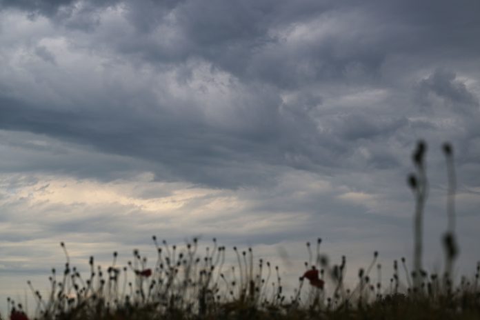 Graue Wolken sind über leere Kapseln von verblühtem Klatschmohn über einem Kornfeld am Himmel.