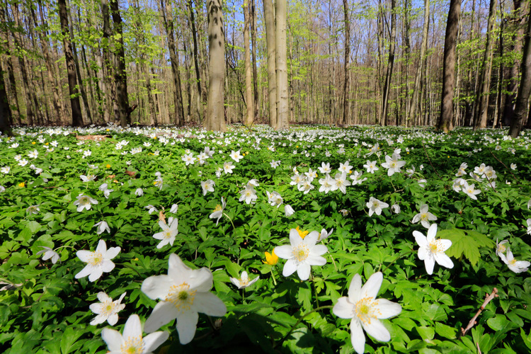 Eine Blumenwiese vor einem Stück Wald. Im Vordergrund sind viele weiße Blumen zu sehen, im Hintergrund mehrere Bäume.