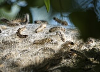 Eichenprozessionsspinner: Sie sind in Altona Eichenprozessionsspinner an einem Baum.
