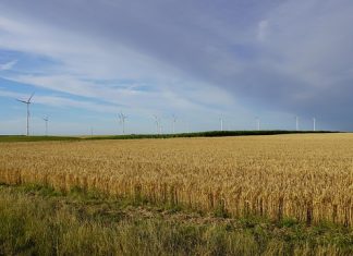 Schon 40 Hitzetote in Hamburg Über einem trockenen Kornfeld ist ein blauer Himmel mit wenig Wolken.