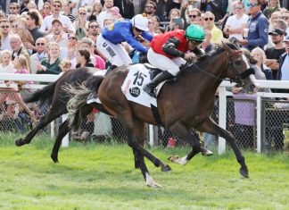 Projekt Pferderennbahn: Bleibt das Galopp-Derby in Hamburg? Pferderennen auf der Horner Rennbahn